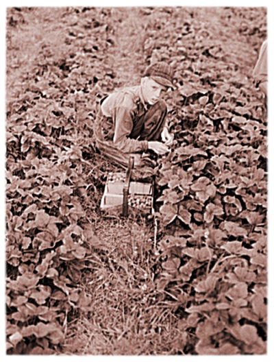 Sarcoxie Missouri - Child Strawberry Pickers Boy - Child Labor